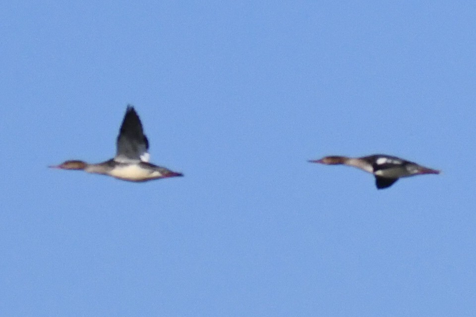 ウミアイサ - ML645206183