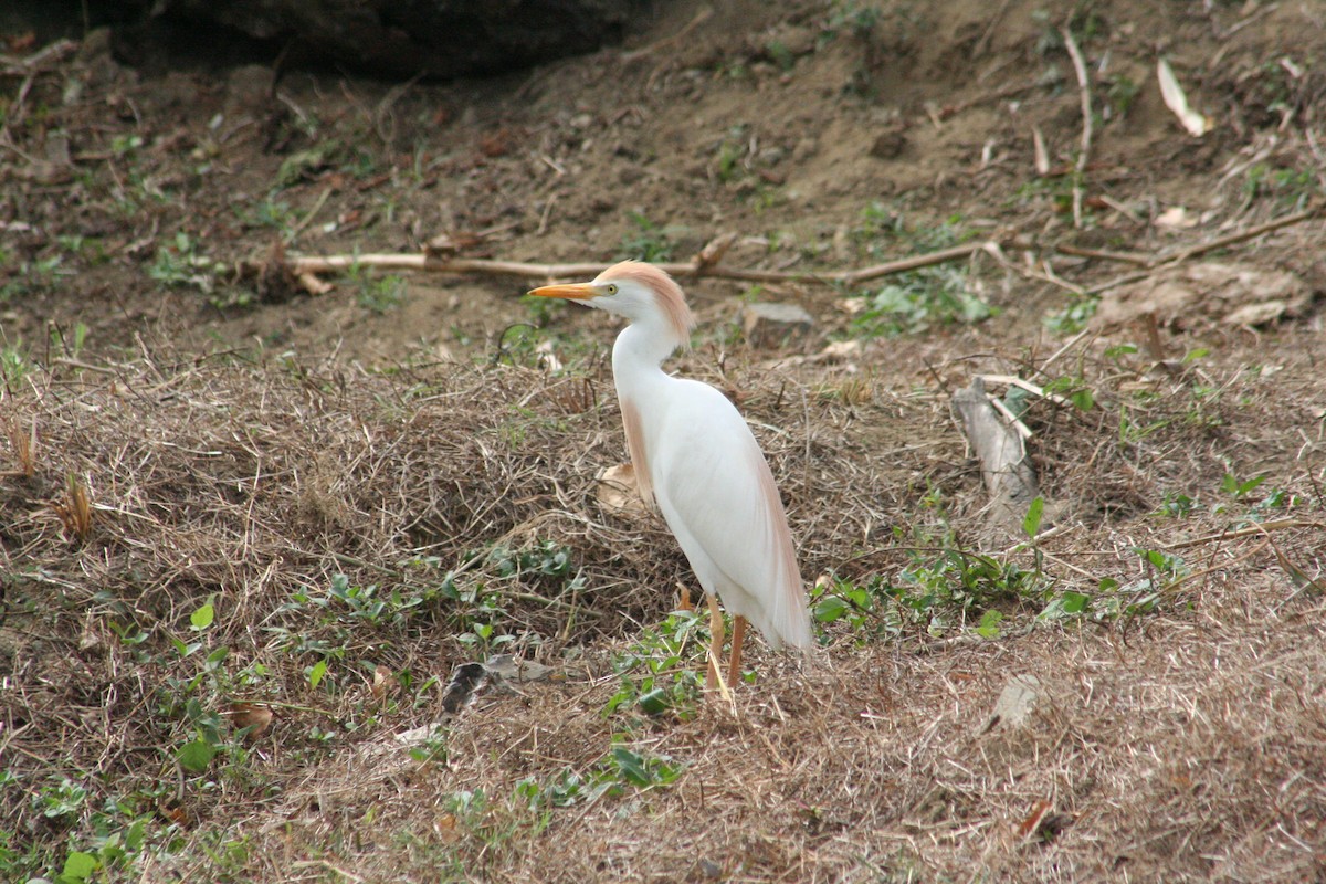 ニシアマサギ - ML645206185