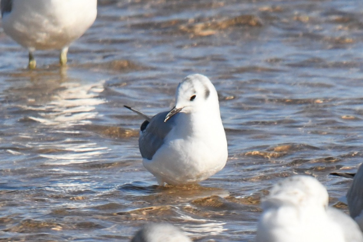 ボナパルトカモメ - ML645206189