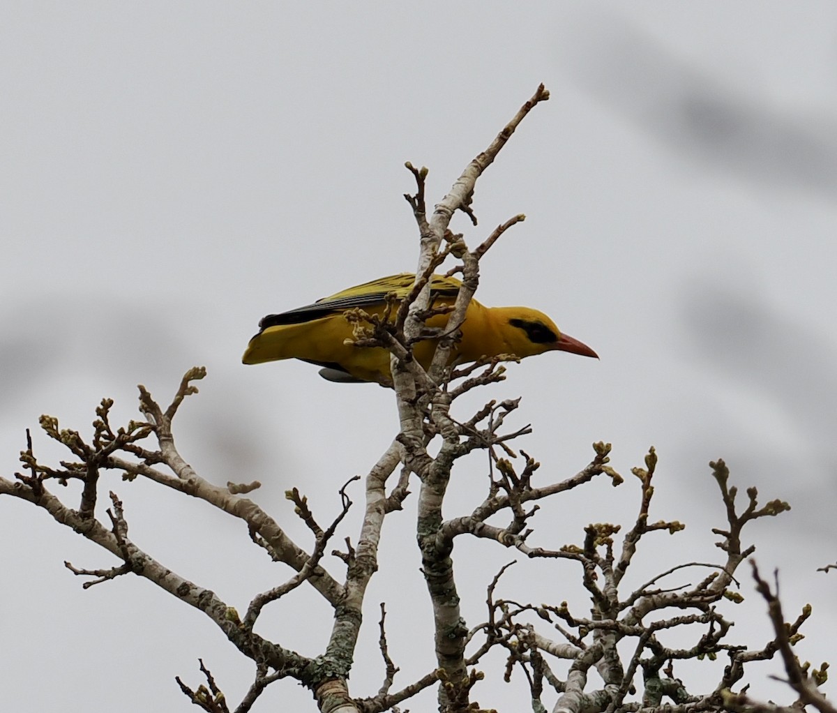 アフリカコウライウグイス - ML645206191