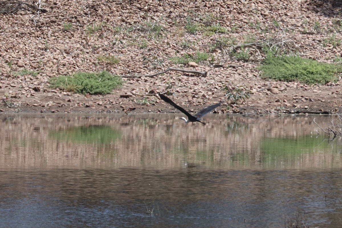 シロガシラサギ - ML645206195