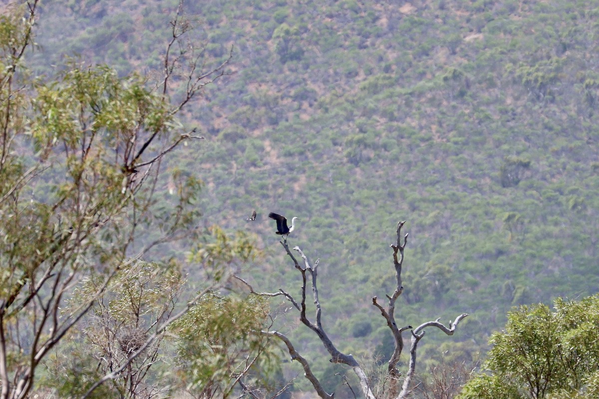 シロガシラサギ - ML645206197