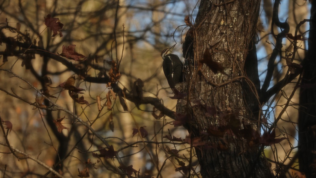 エボシクマゲラ - ML645206198