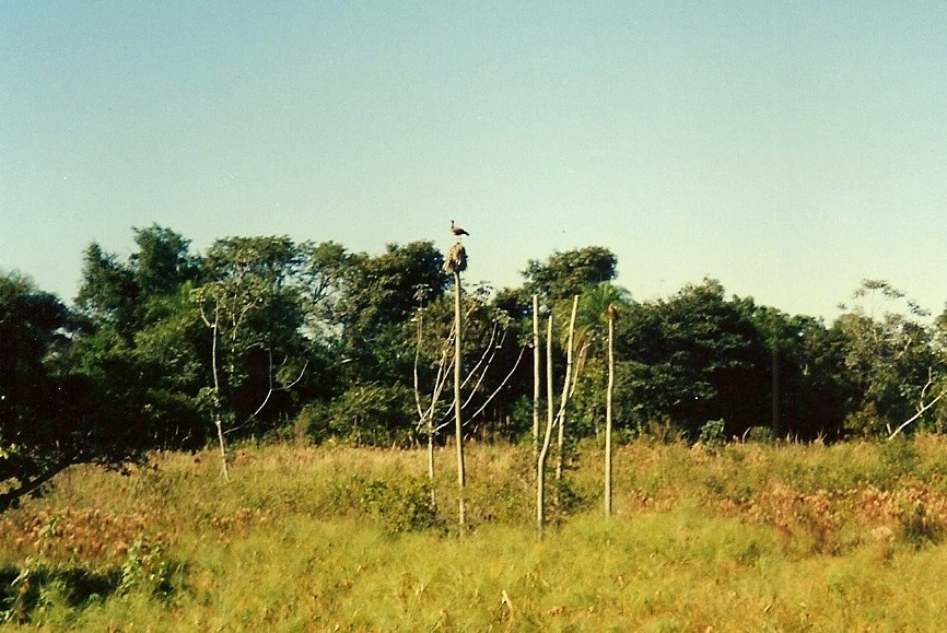 カンムリサケビドリ - ML645206199