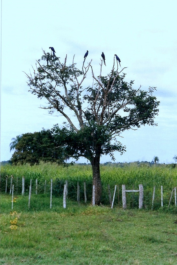 スミレコンゴウインコ - ML645206205