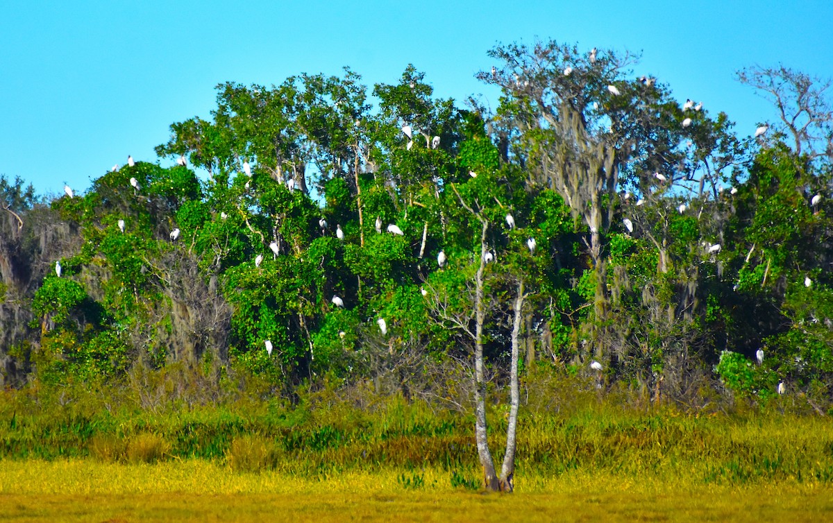 アメリカトキコウ - ML645206208