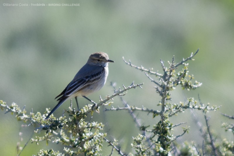 Lesser Shrike-Tyrant - ML645206214