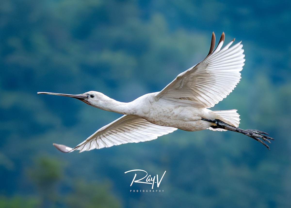 Eurasian Spoonbill - ML645206242