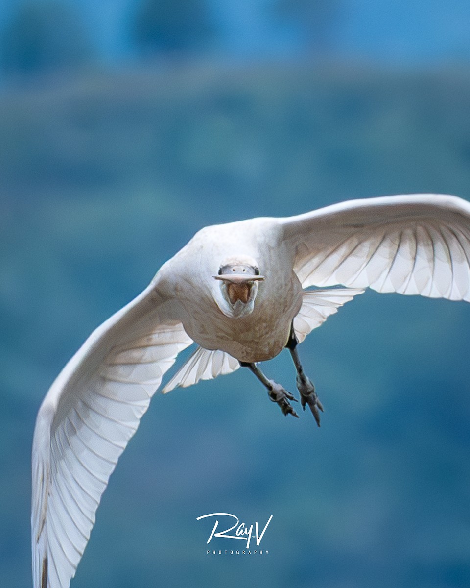 Eurasian Spoonbill - ML645206243
