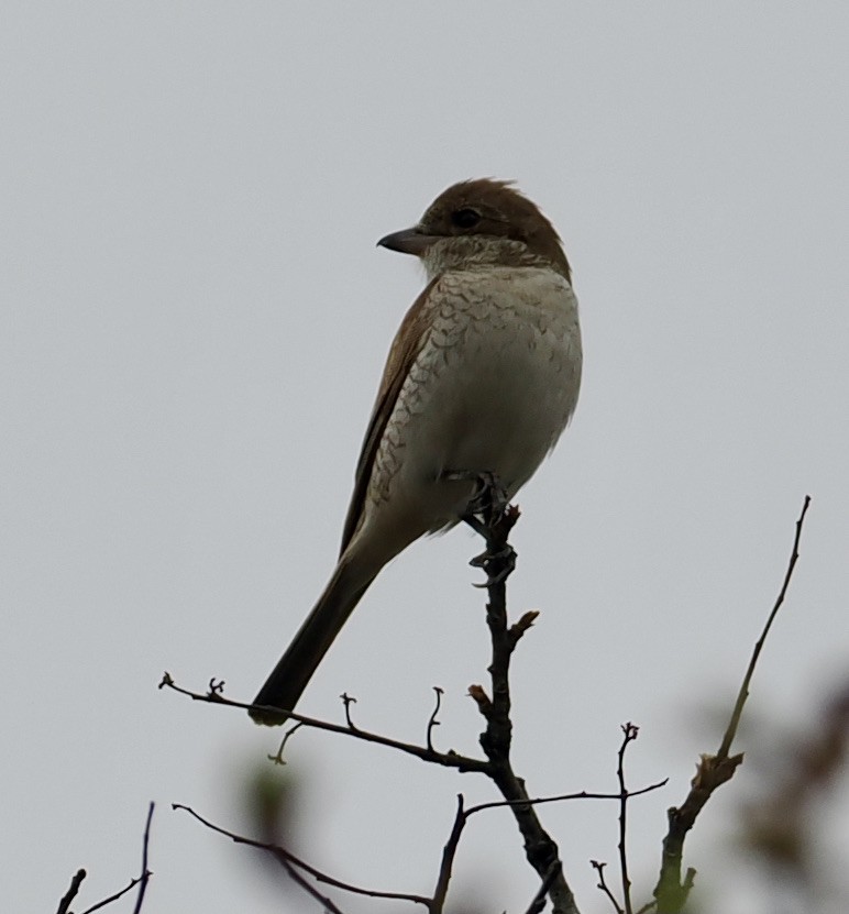 Red-backed Shrike - ML645206246