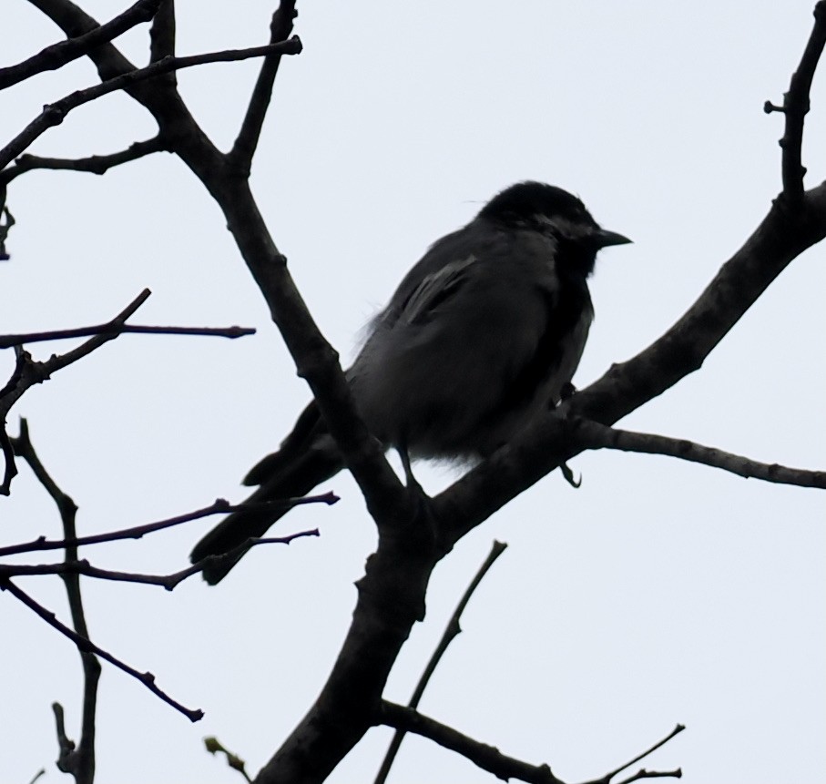 Miombo Tit - ML645206249