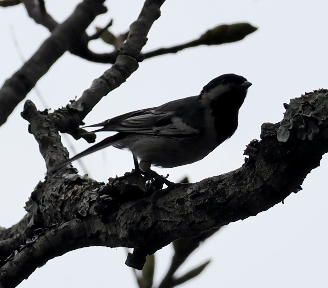 Miombo Tit - ML645206250