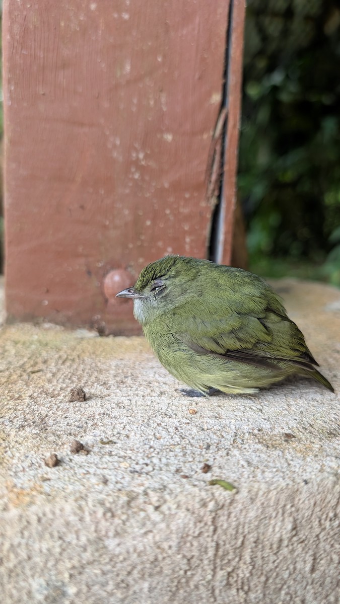 White-ruffed Manakin - ML645206251