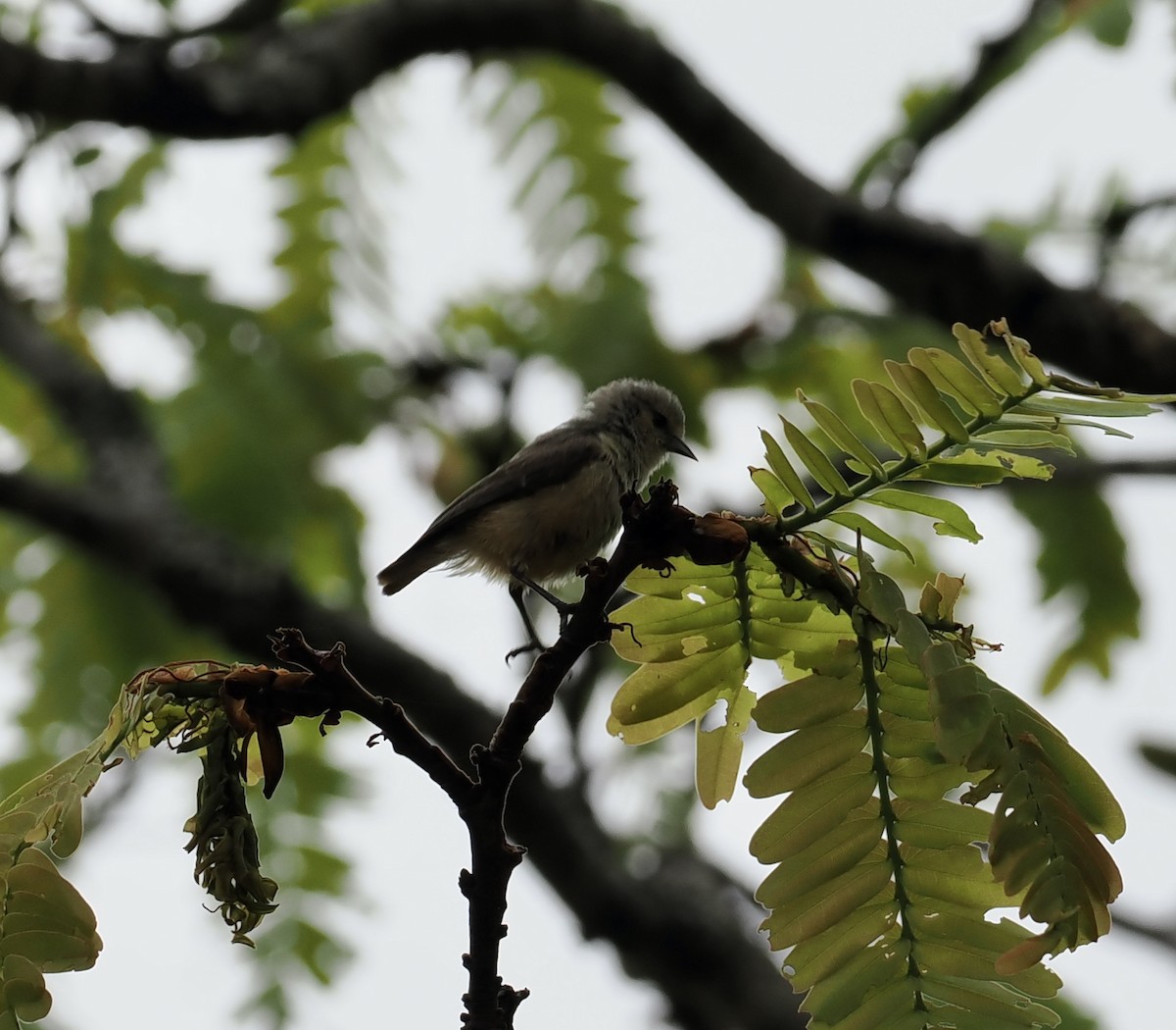 Pájaro Moscón Africano - ML645206252
