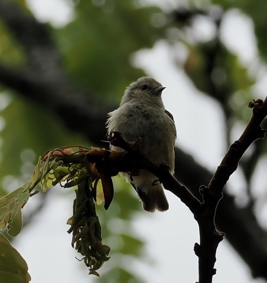 Pájaro Moscón Africano - ML645206253