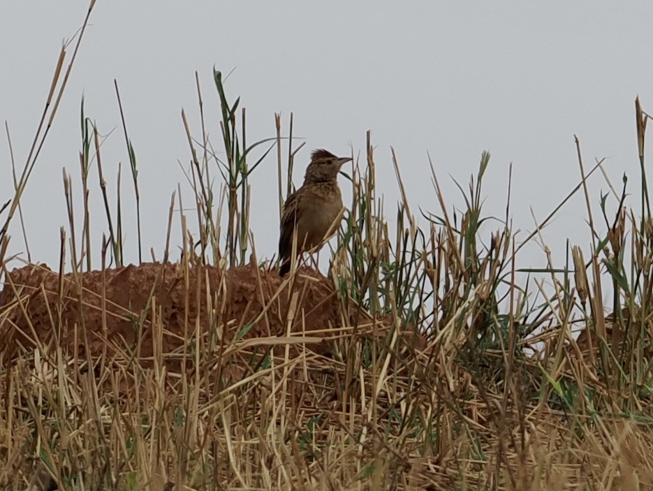Rufous-naped Lark - ML645206254