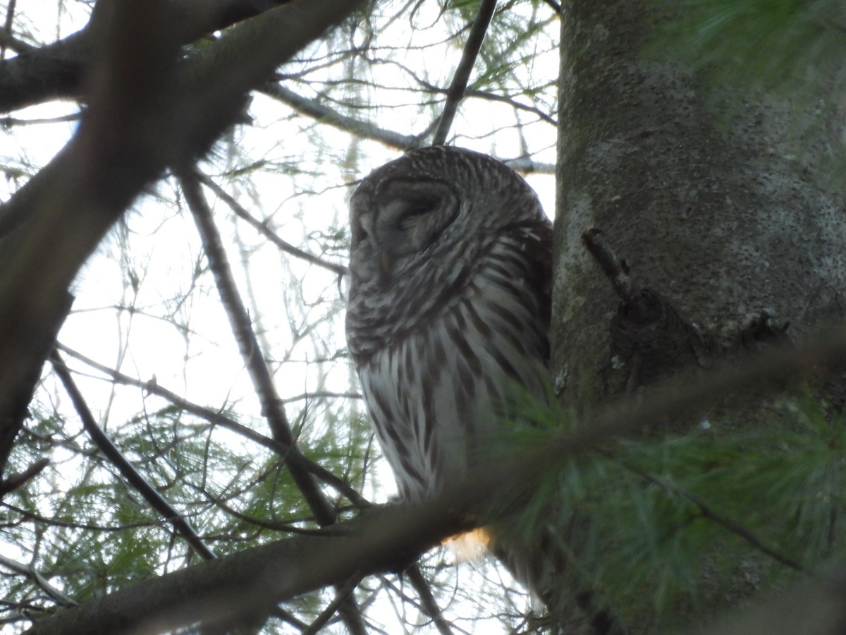 Barred Owl - ML645206258