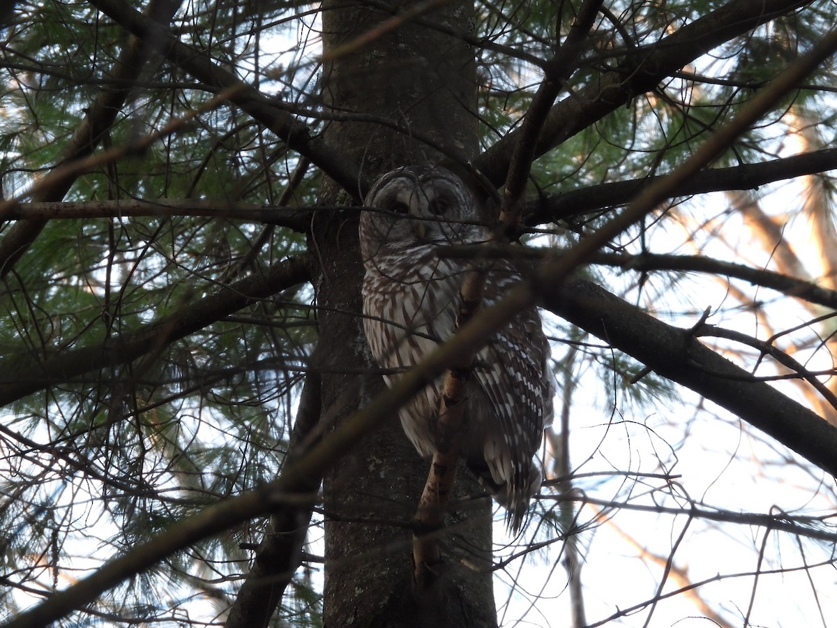 Barred Owl - ML645206259