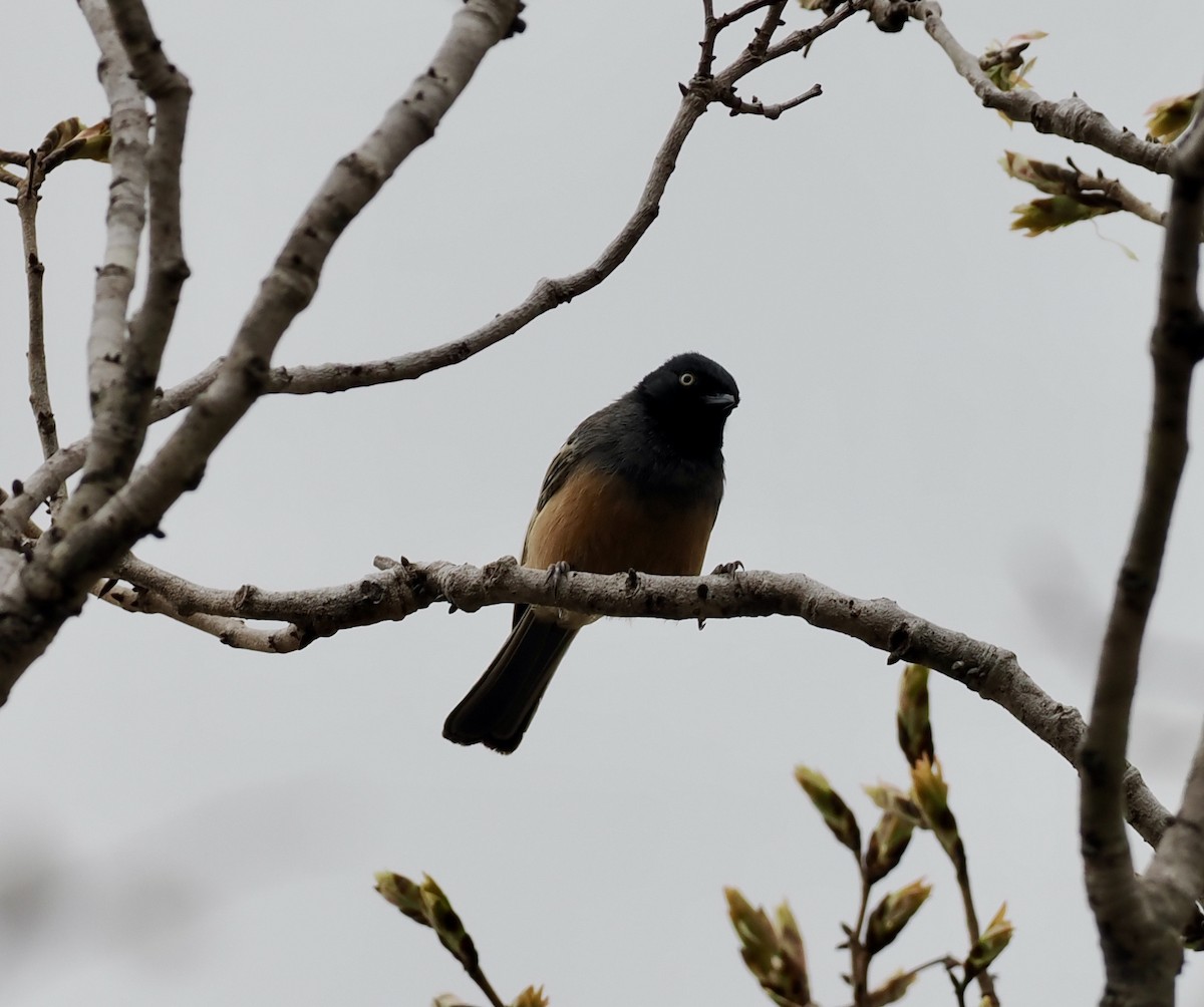 Rufous-bellied Tit - ML645206261