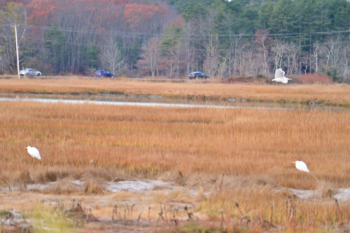Great Egret - ML645206270