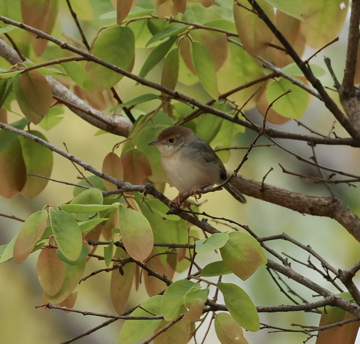 Piping Cisticola - ML645206274