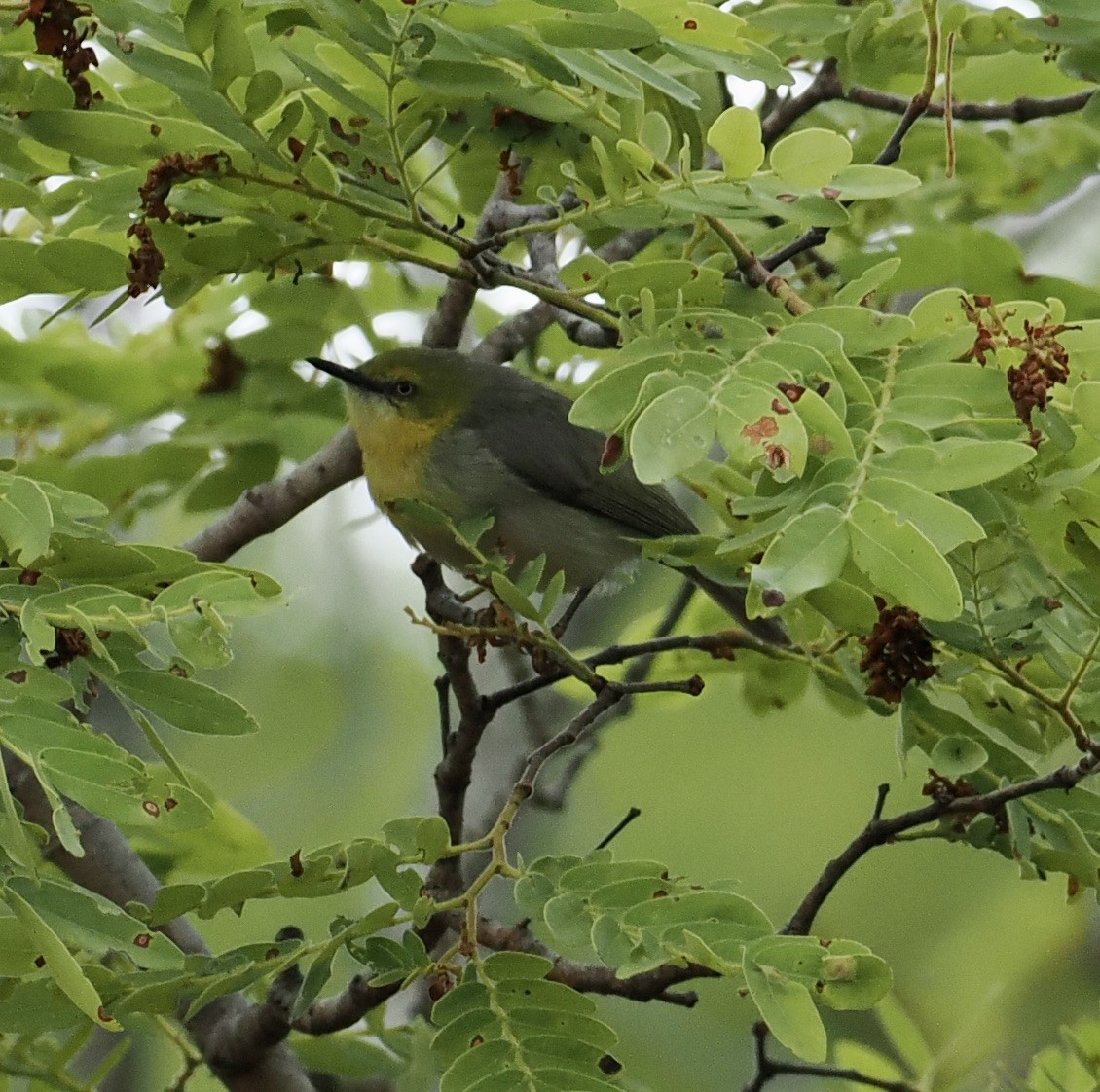 Green-capped Eremomela - ML645206278