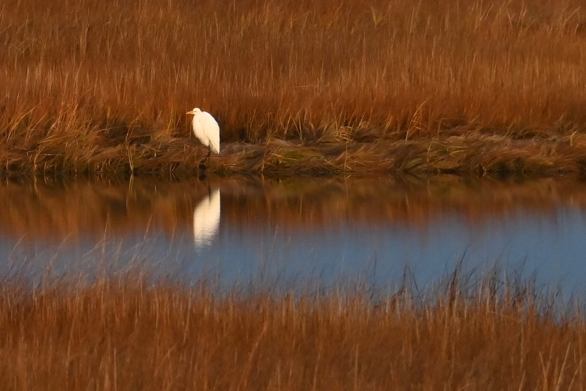 Great Egret - ML645206286