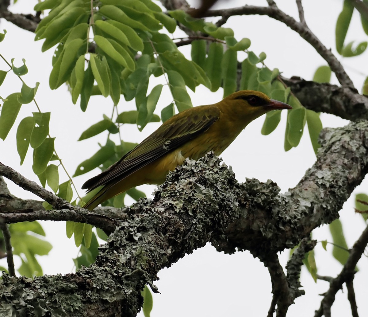 Вивільга золота - ML645206288