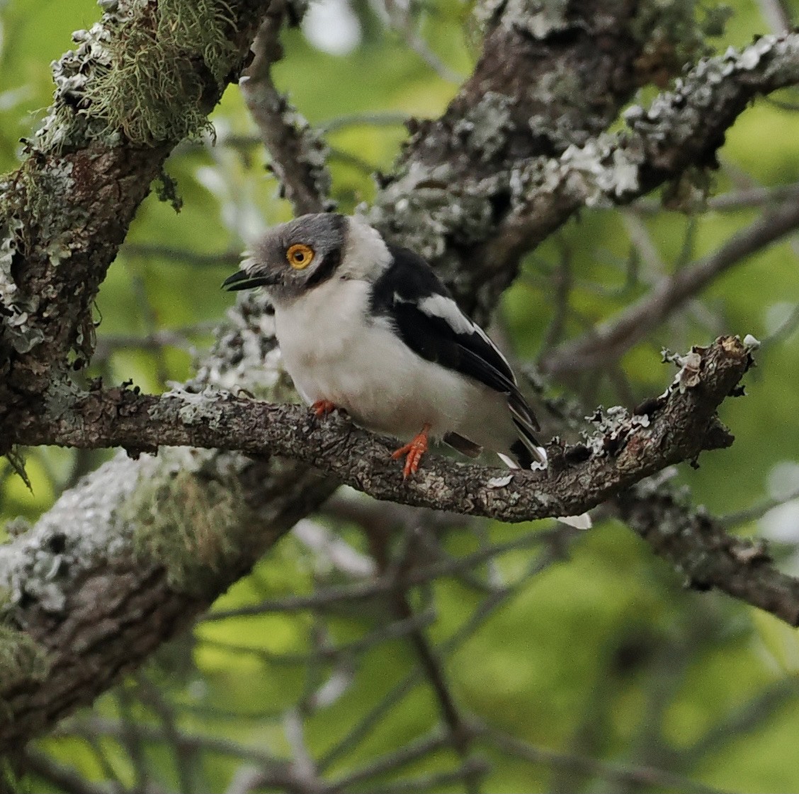 White-crested Helmetshrike - ML645206299