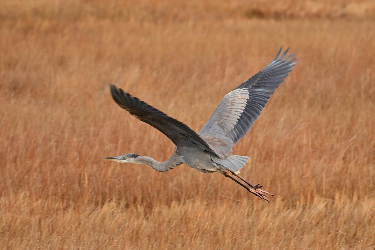 Great Blue Heron - ML645206304