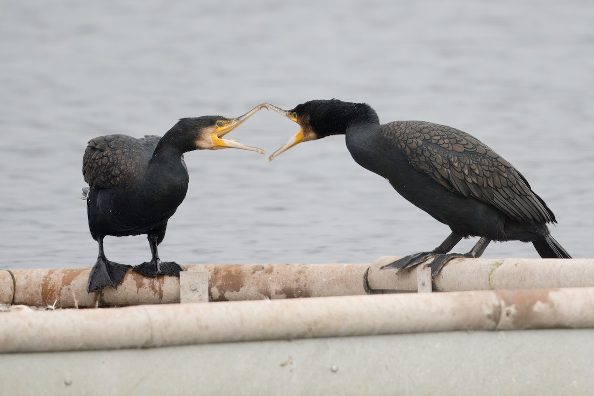 Great Cormorant - ML645206313