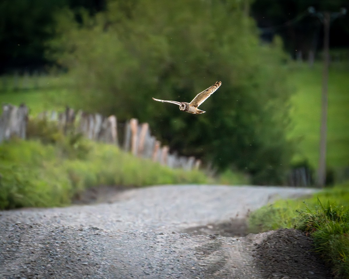 Short-eared Owl - ML645206316