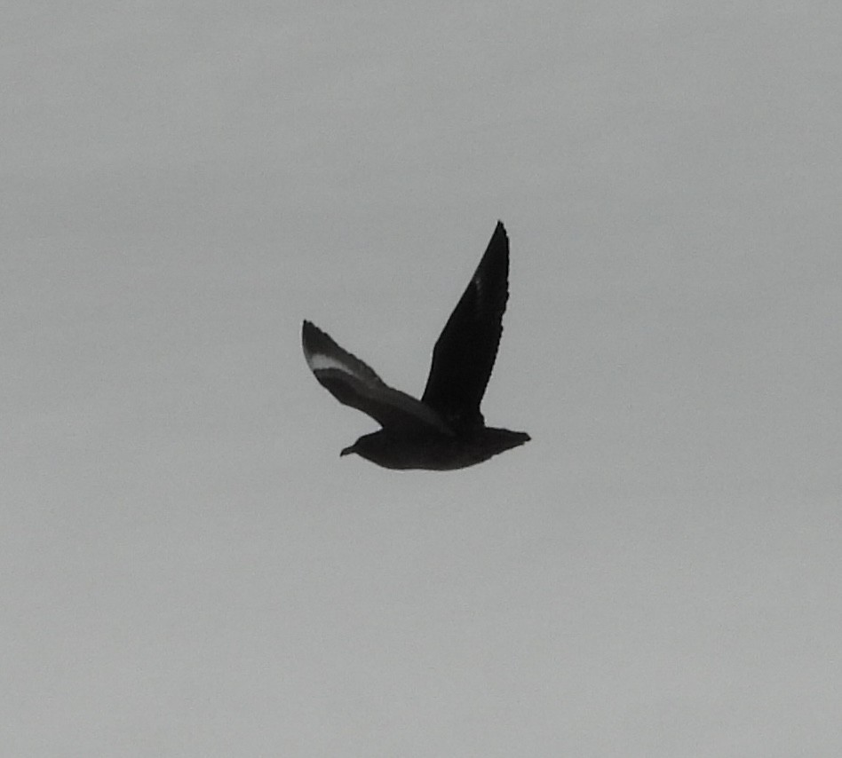 South Polar Skua - ML645206318