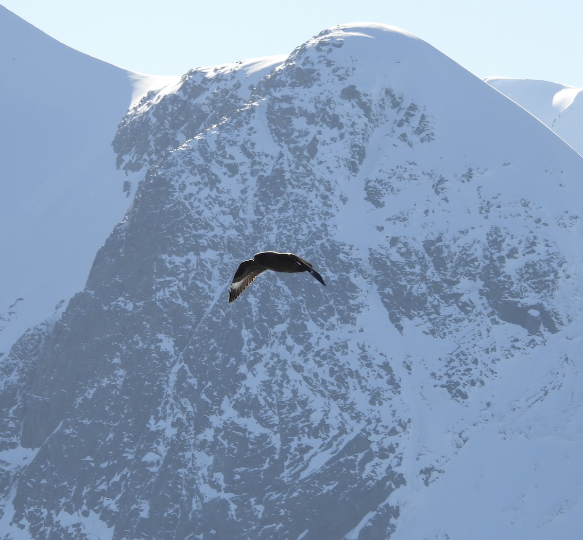 South Polar Skua - ML645206319
