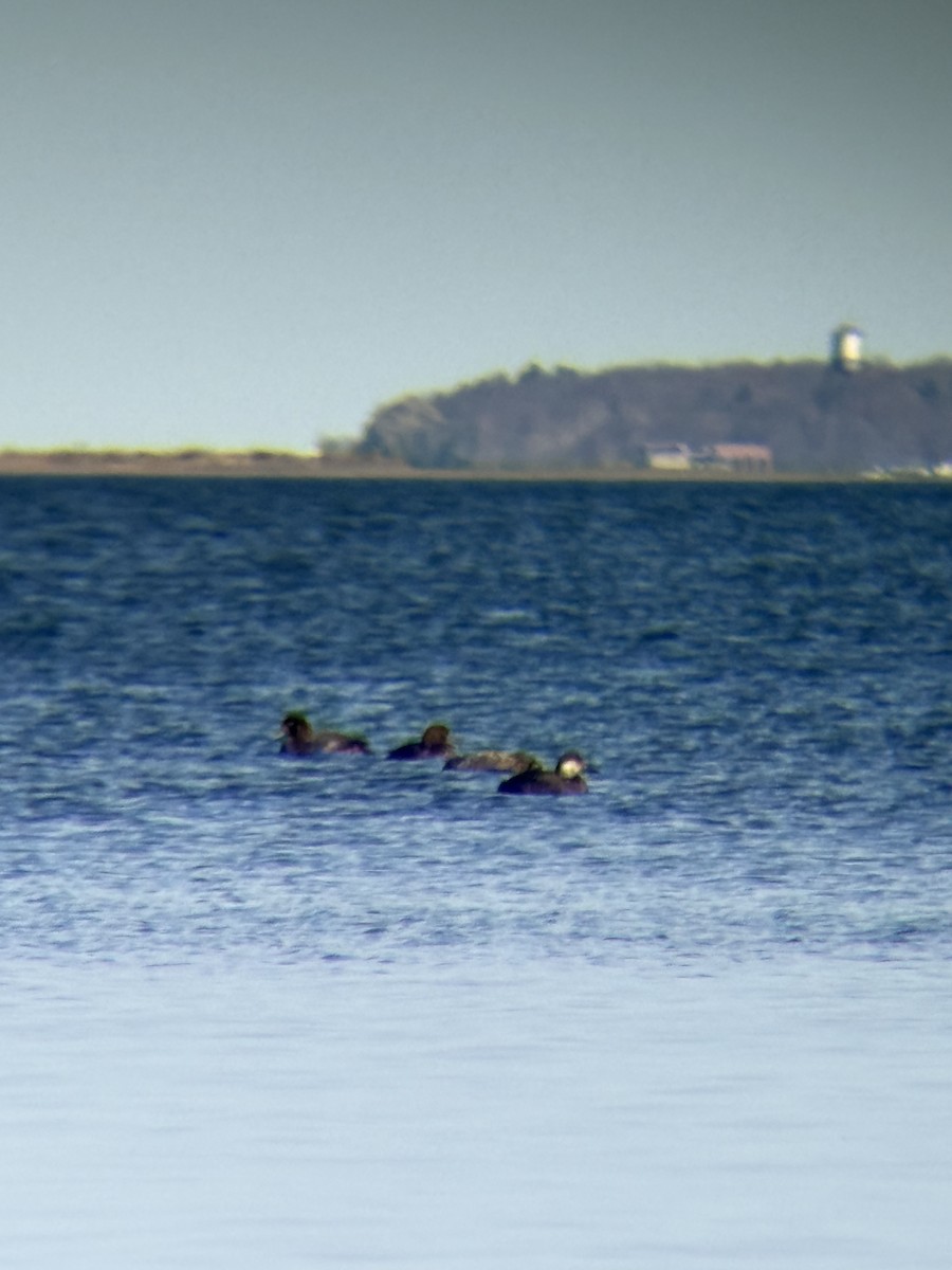 amerikasvartand - ML645206323