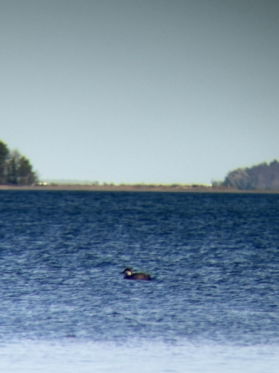 amerikasvartand - ML645206324