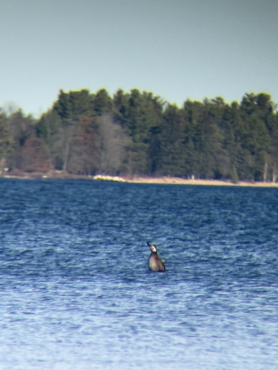 amerikasvartand - ML645206326