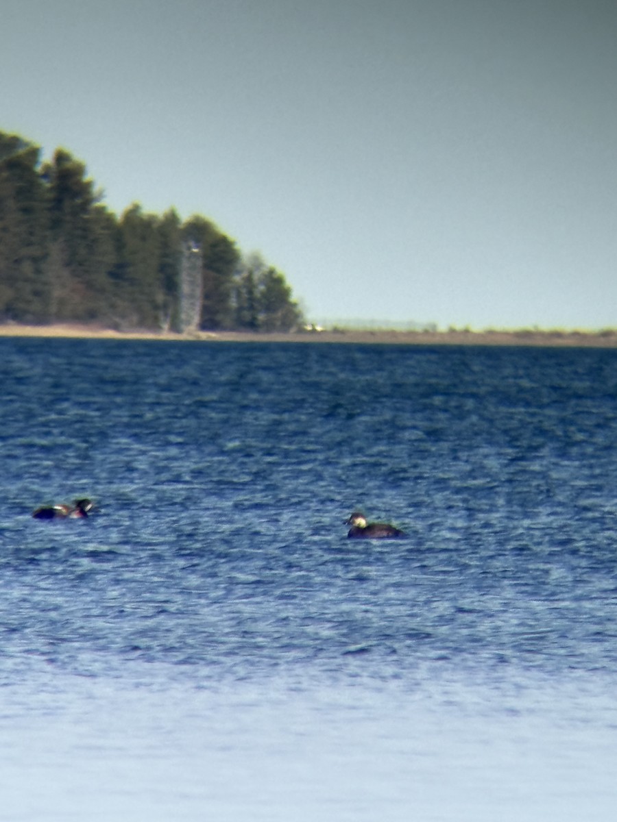 amerikasvartand - ML645206327