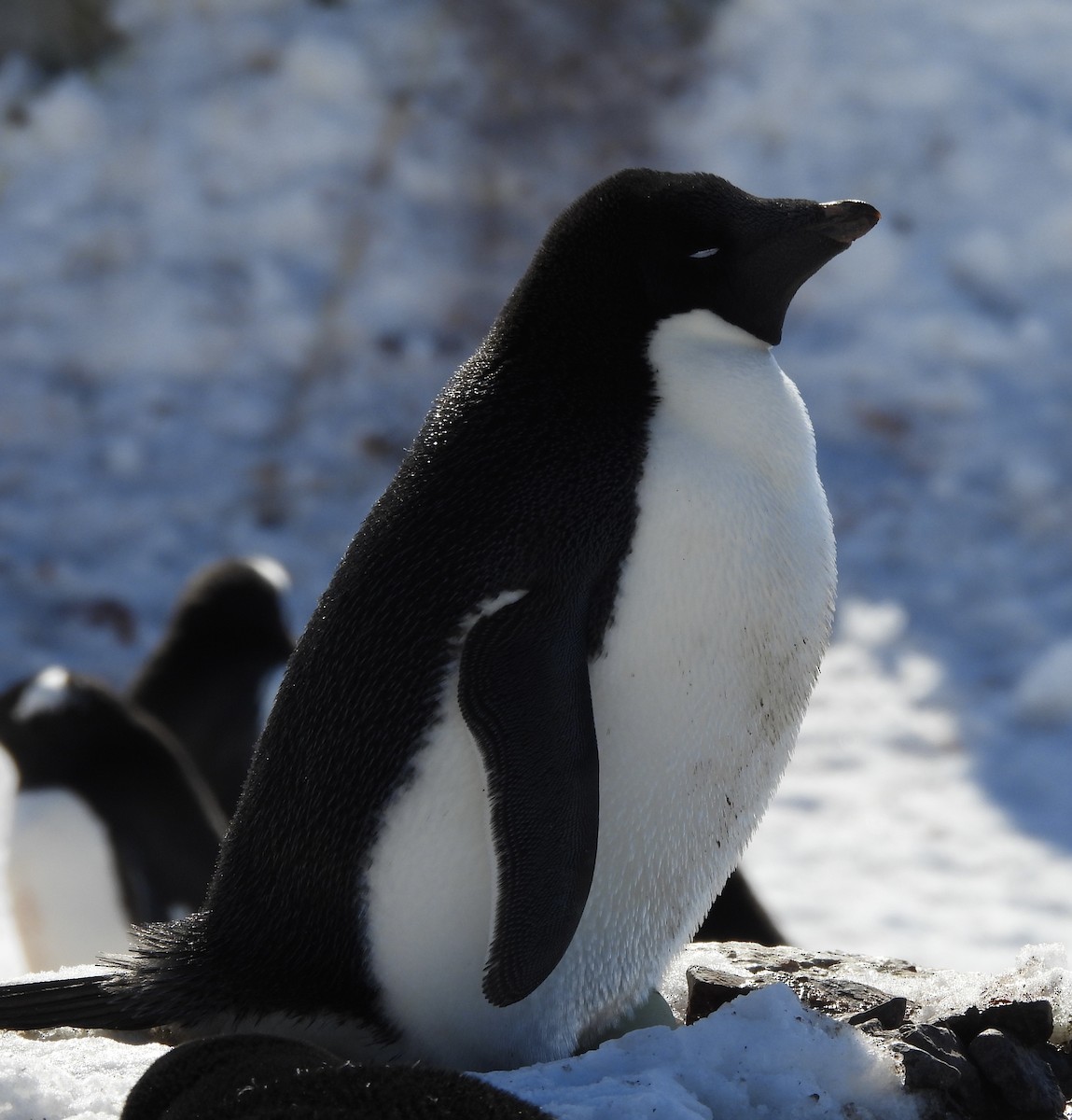 Adelie Penguin - ML645206334