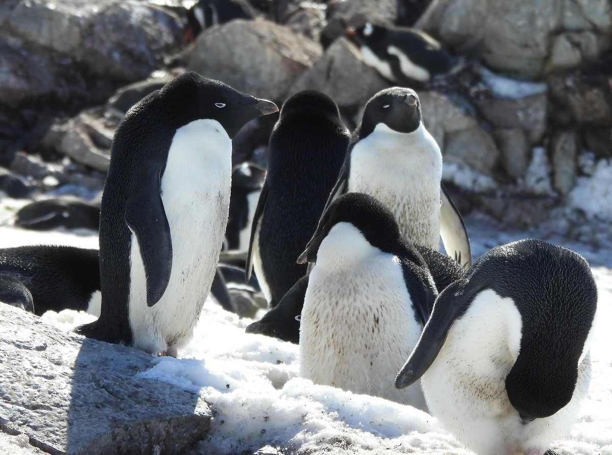Adelie Penguin - ML645206335