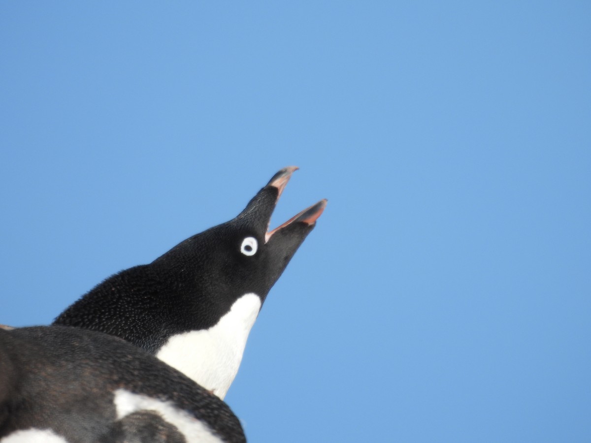 Adelie Penguin - ML645206336