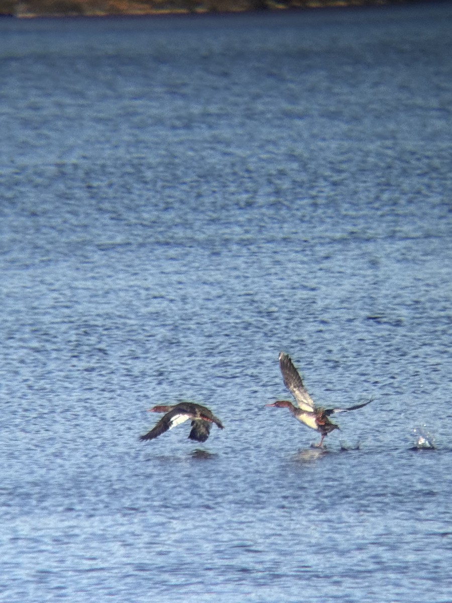 Крех середній - ML645206340