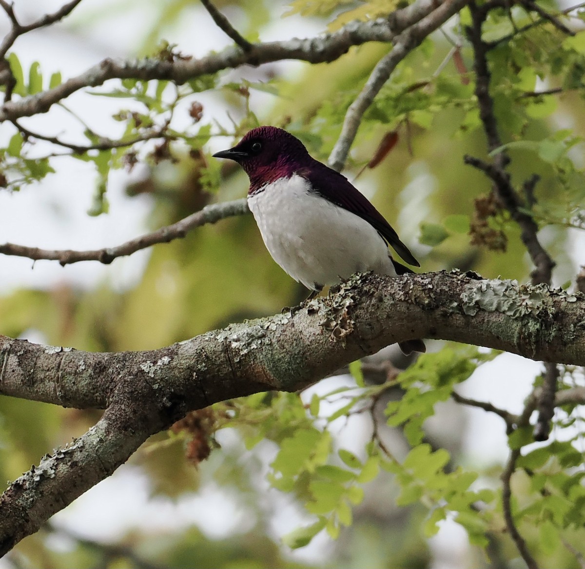 Violet-backed Starling - ML645206341
