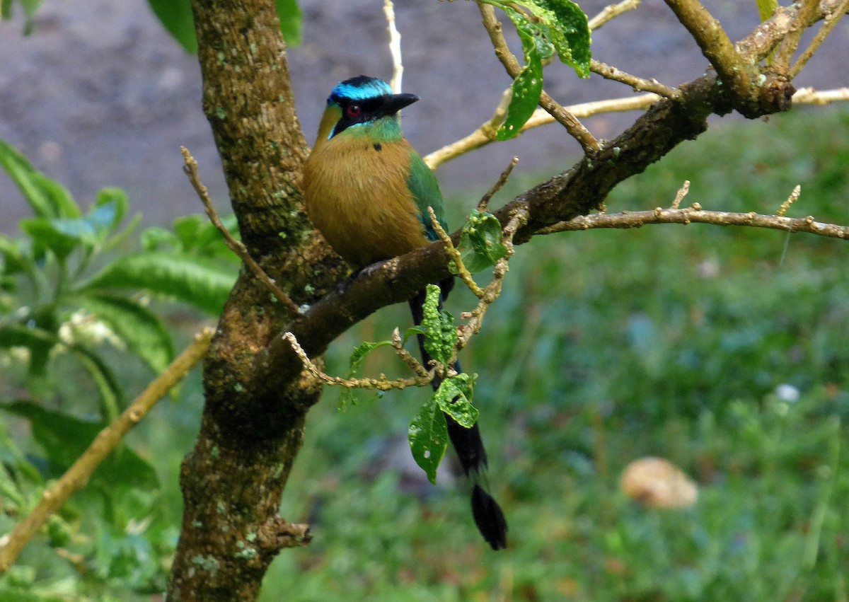 Lesson Motmotu - ML645206342