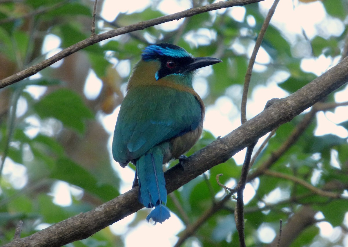 Lesson Motmotu - ML645206343