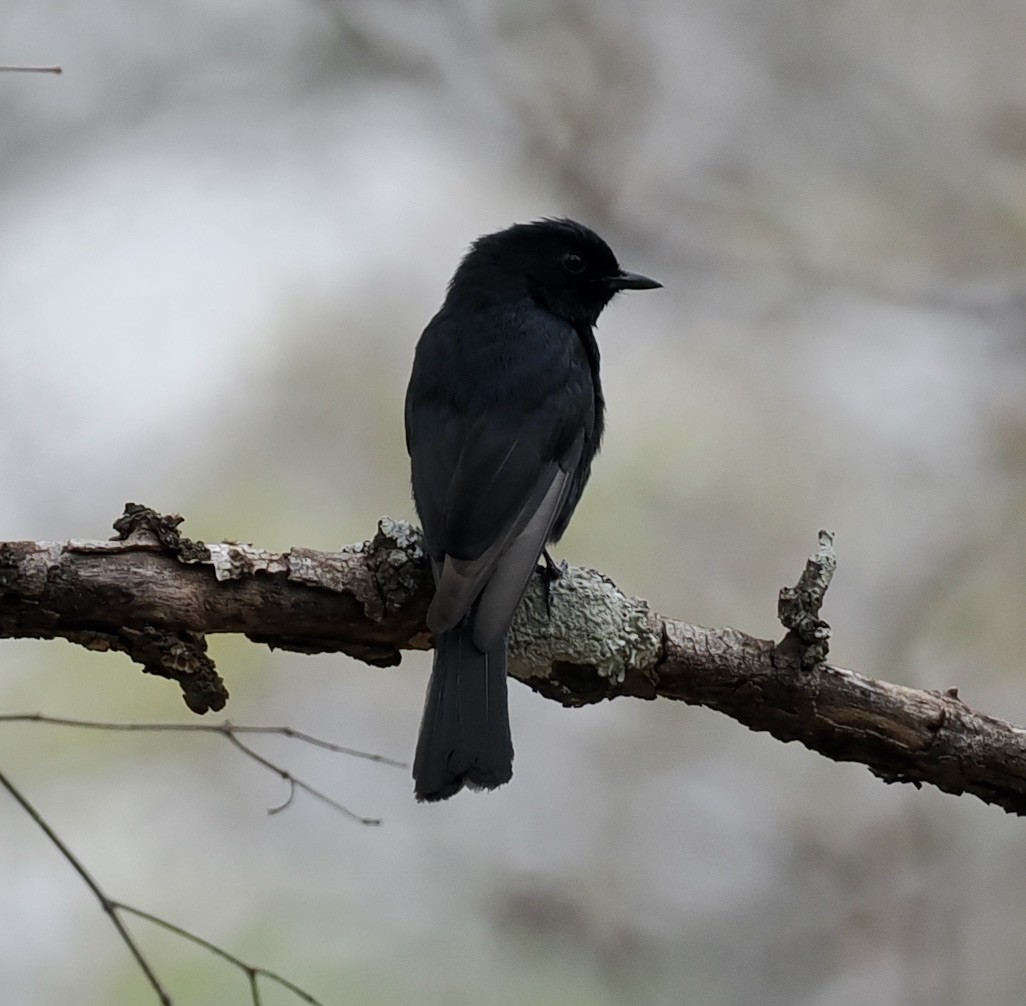 Southern Black-Flycatcher - ML645206347