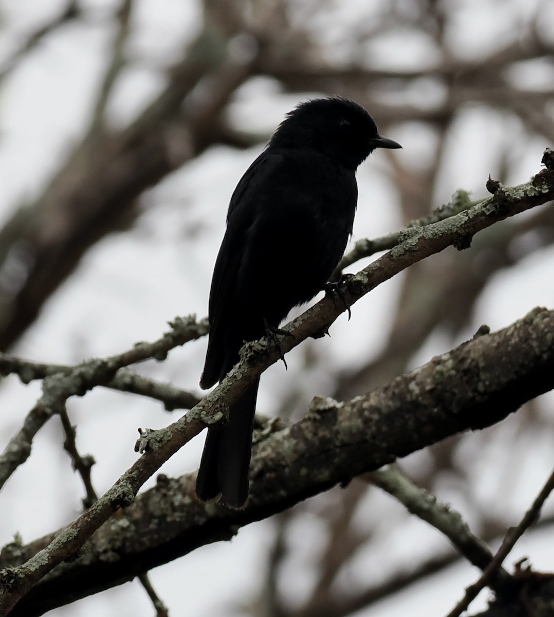 Southern Black-Flycatcher - ML645206348