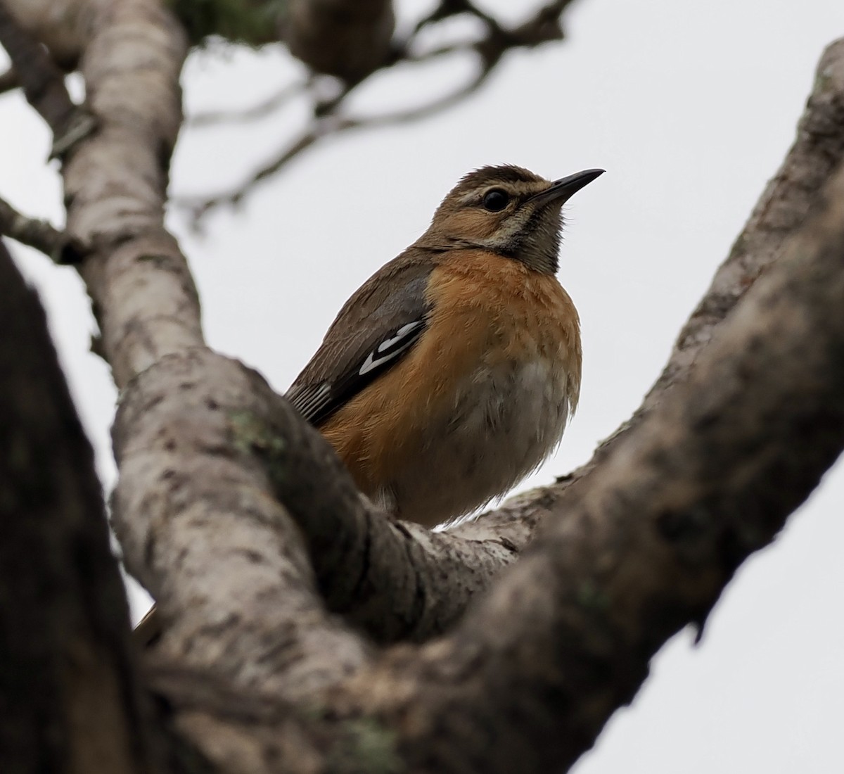 Miombo Scrub-Robin - ML645206352