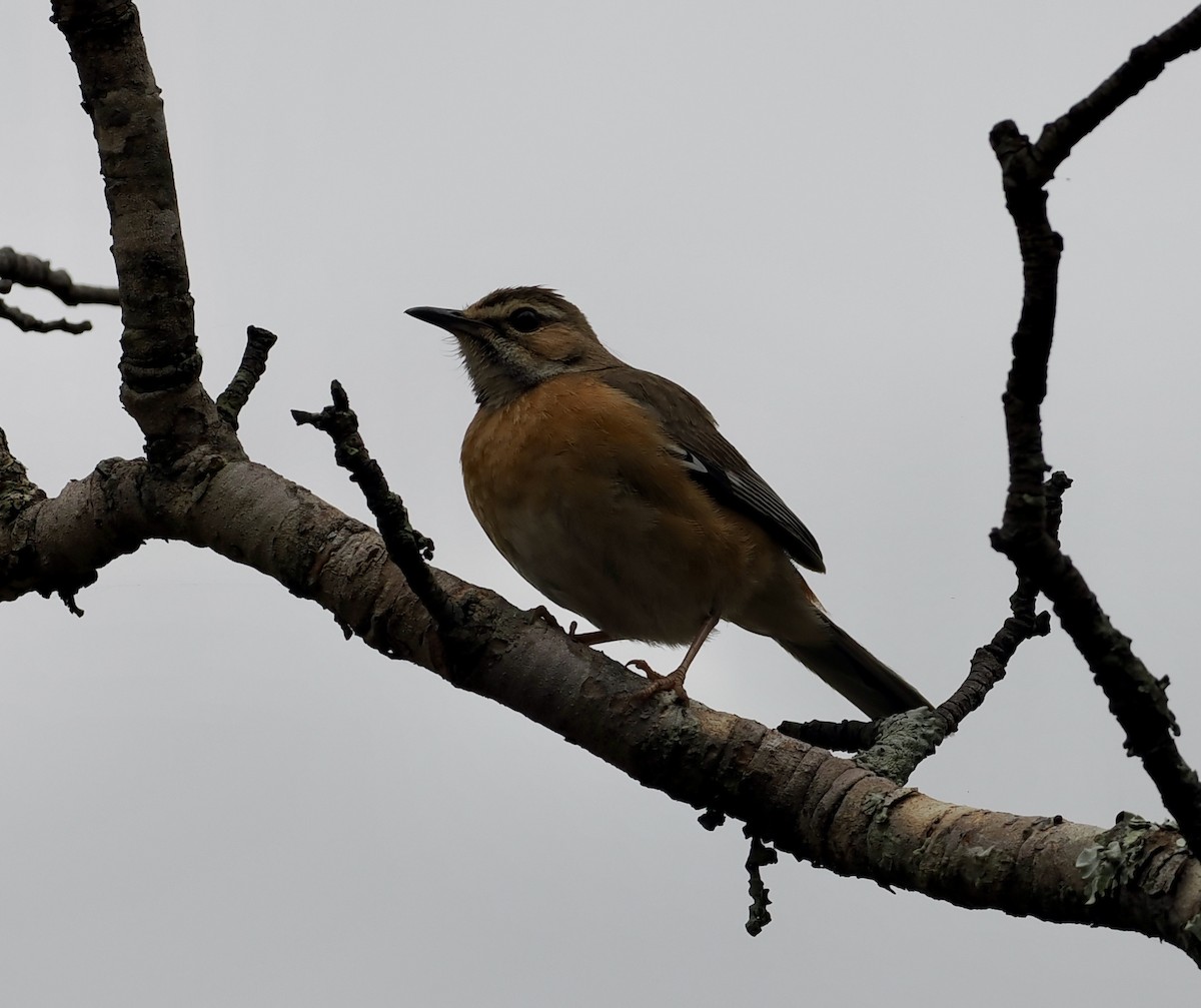 Miombo Scrub-Robin - ML645206353