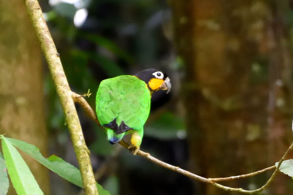 Orange-cheeked Parrot - ML645206361